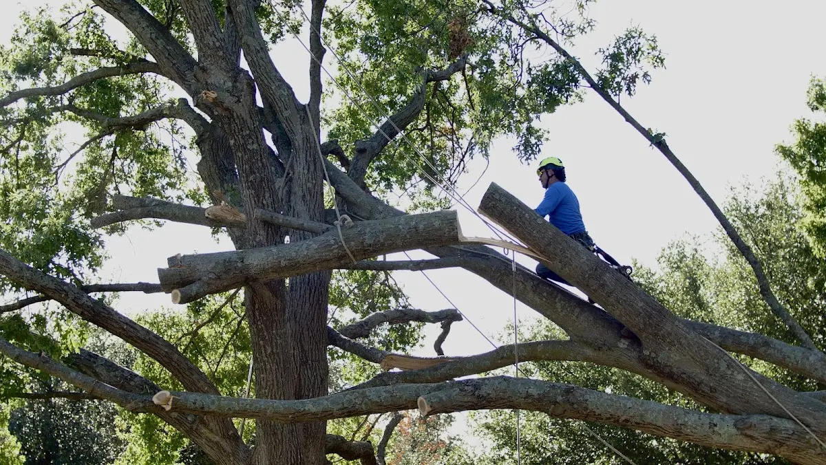 Professional Hazardous Tree Removal performed by certified arborists in Clarendon
