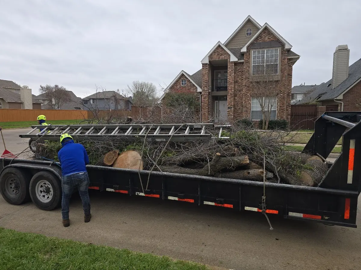 Expert Tree Removal with proper safety equipment in Clarendon